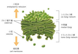 ラベル入り