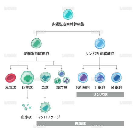 血液の細胞